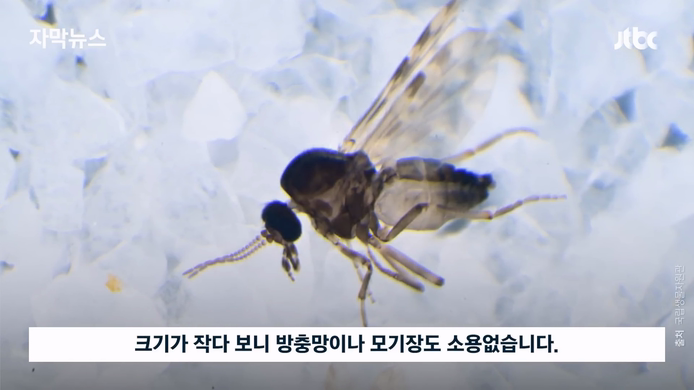 벌레혐) 독도 모기가 피를 빠는 방법