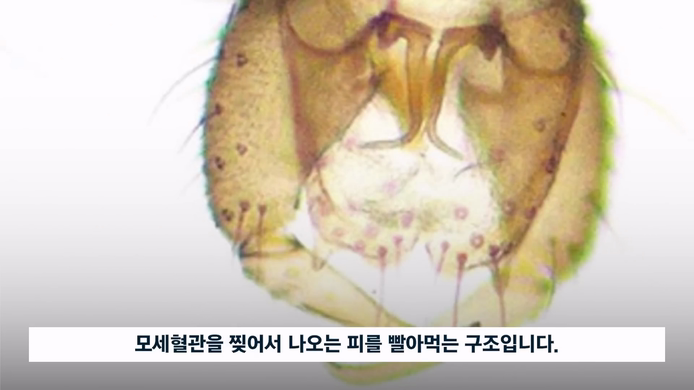 벌레혐) 독도 모기가 피를 빠는 방법