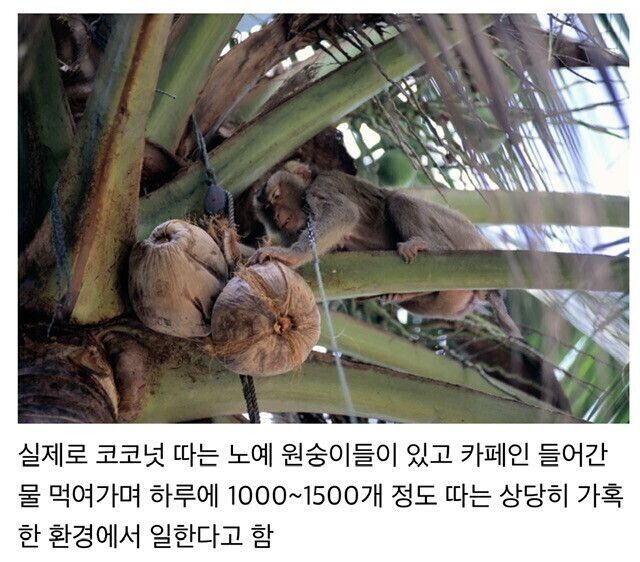 코코넛 따는 노예 원숭이가 있다고한다.