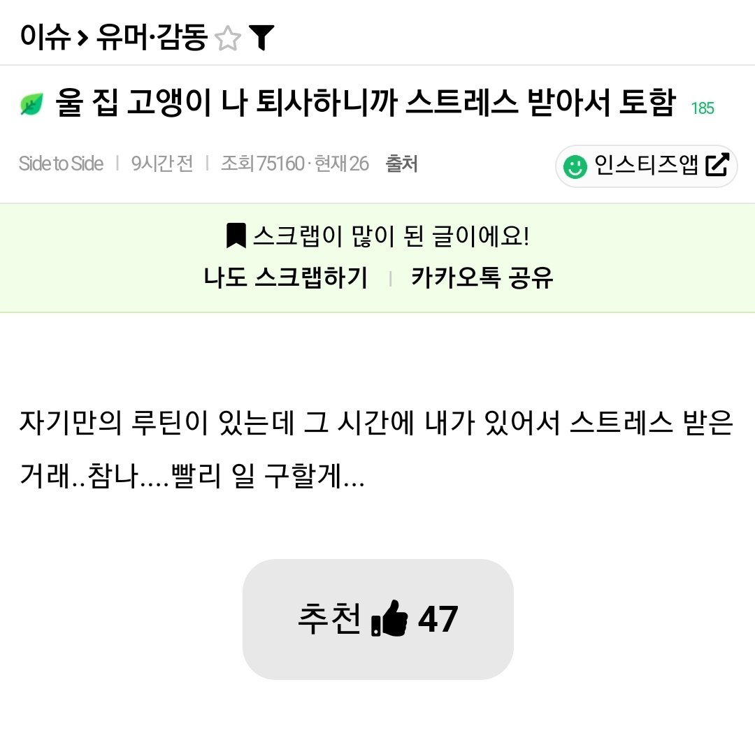 울 집 고앵이 나 퇴사하니까 스트레스 받아서 토함...