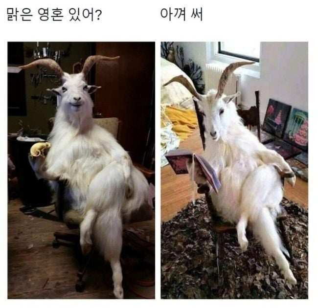 맑은 영혼 있어?