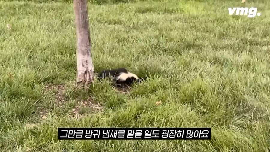 스컹크 방구냄새같아서 미국사람들이 김밥에서 싫어한다는 냄새