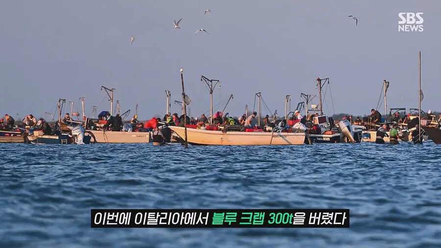 한국, 이탈리아 푸른꽃게 수입에 갑작스런 라이벌 등장