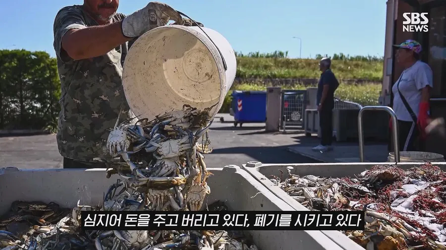 한국, 이탈리아 푸른꽃게 수입에 갑작스런 라이벌 등장