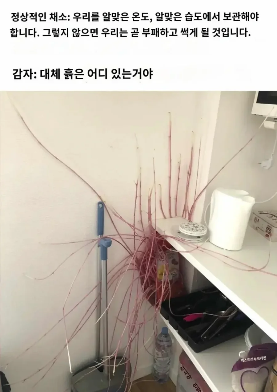 감자같이 살아야하는 이유.jpg