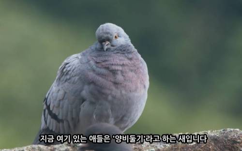 전국에 약 100마리만 남은 멸종위기 비둘기