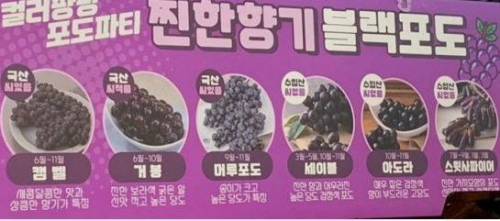 포도 종류 정리