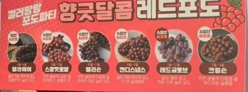 포도 종류 정리