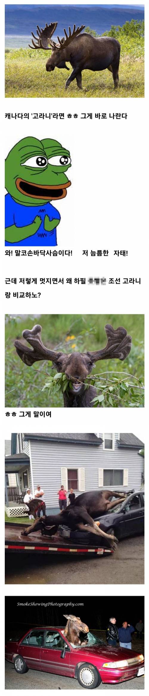 [스압] 내가 캐나다에서는 고라니 같은 동물인데 말야....