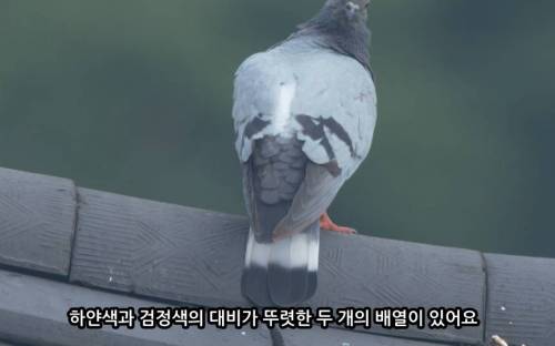 전국에 약 100마리만 남은 멸종위기 비둘기