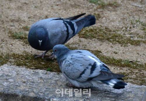 전국에 약 100마리만 남은 멸종위기 비둘기