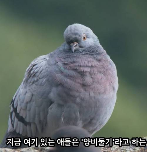 전국에 약 100마리만 남은 멸종위기 비둘기