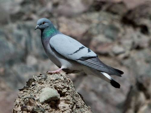 전국에 약 100마리만 남은 멸종위기 비둘기