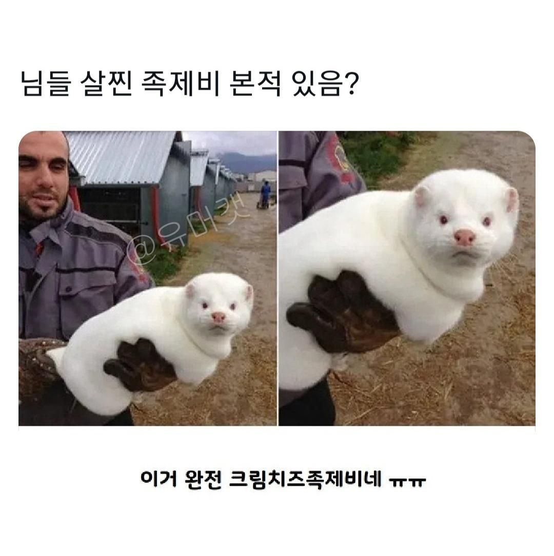 님들 살찐 족제비 본적 있음?