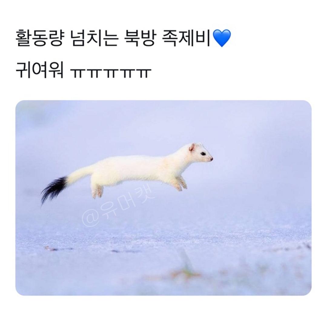 님들 살찐 족제비 본적 있음?