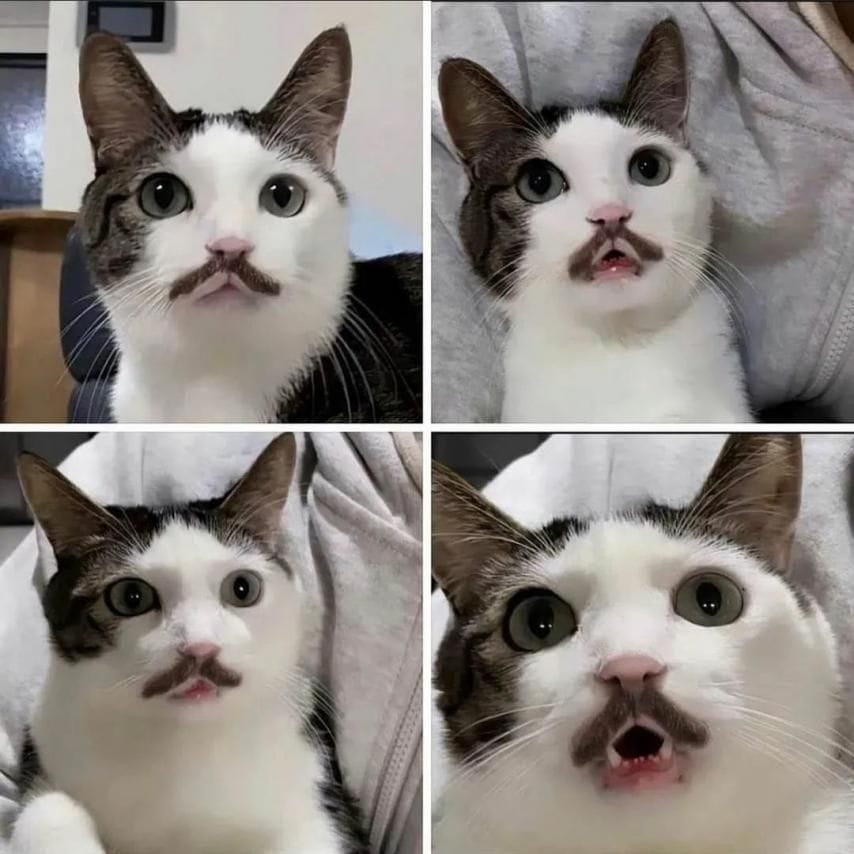 콧수염(?)이 너무 잘 어울리는 냐옹이.jpg