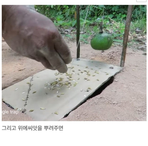 어느 새잡이 유튜버의 비둘기 트랩