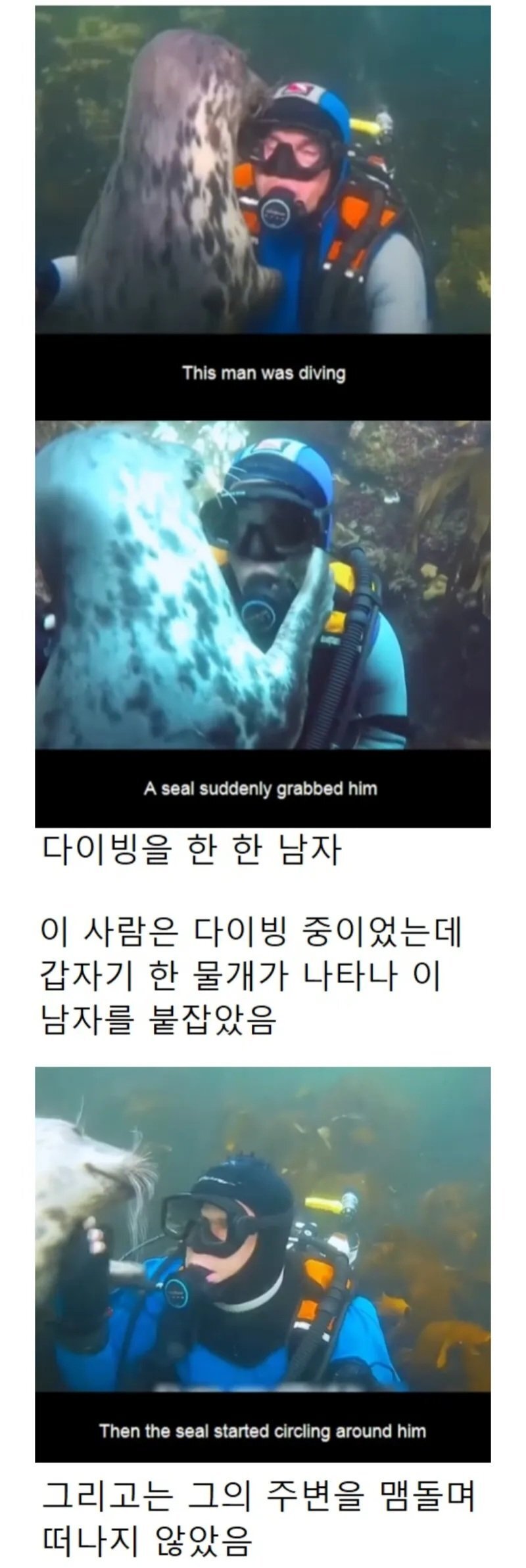 다이버 살리려고 온가족 다 데려온 물개