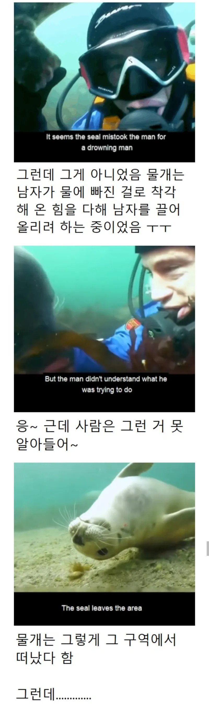 다이버 살리려고 온가족 다 데려온 물개