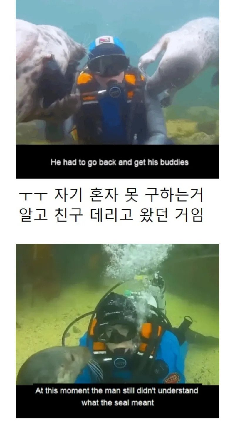 다이버 살리려고 온가족 다 데려온 물개