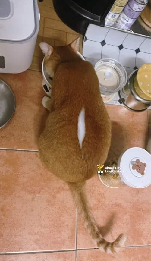 고양이 솜 터짐.jpg