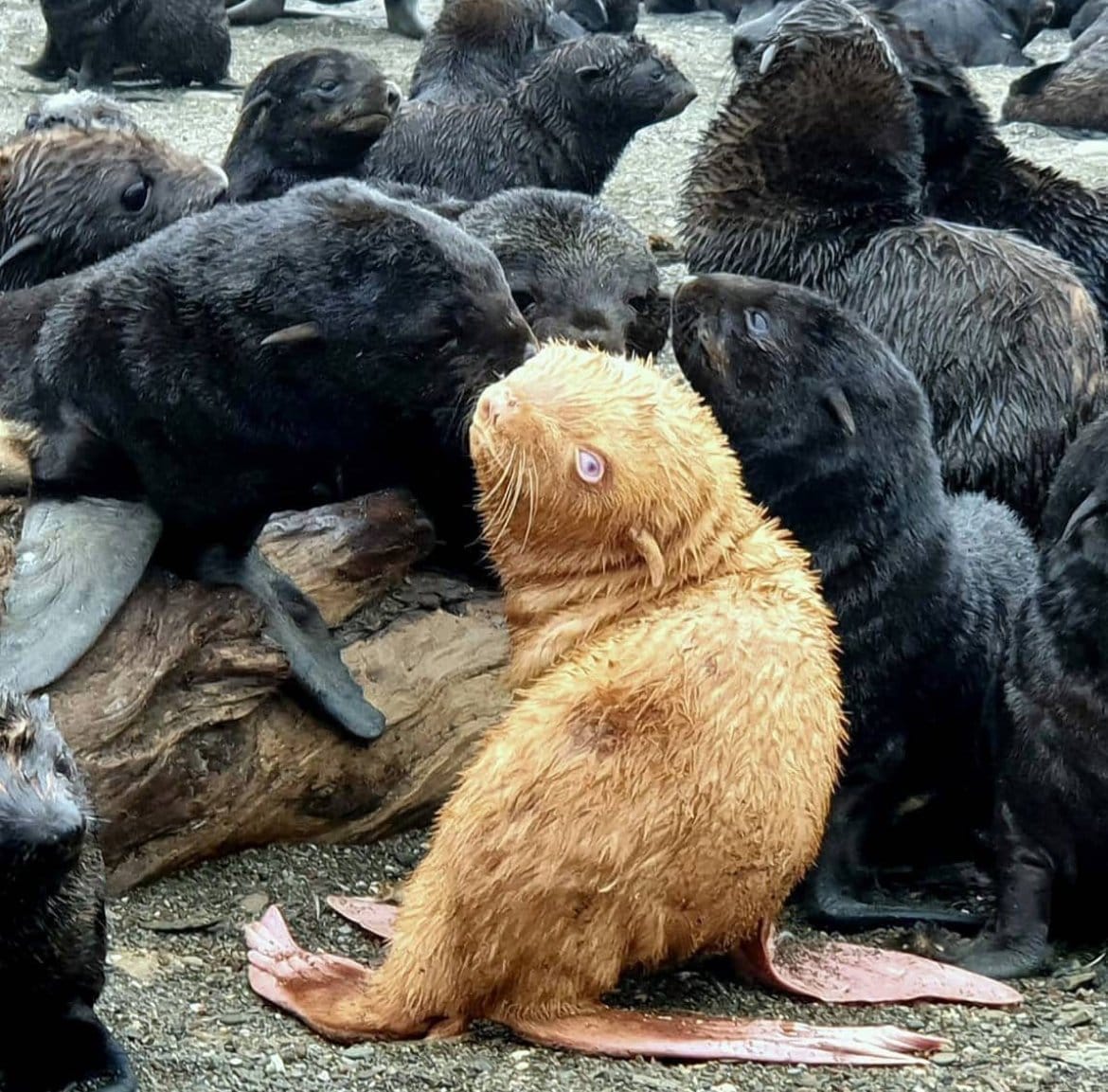 오호츠크해에서 발견된 초희귀종 물개 ㄷㄷ.jpg