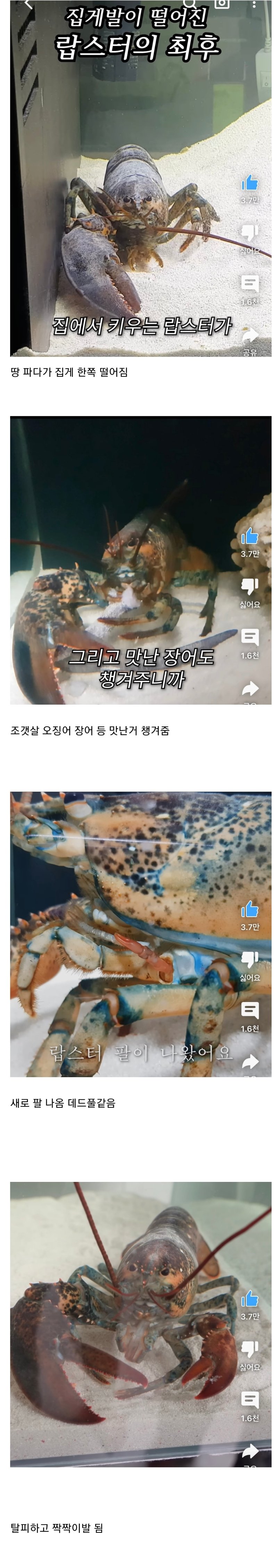 집게발이 떨어진 랍스터의 최후