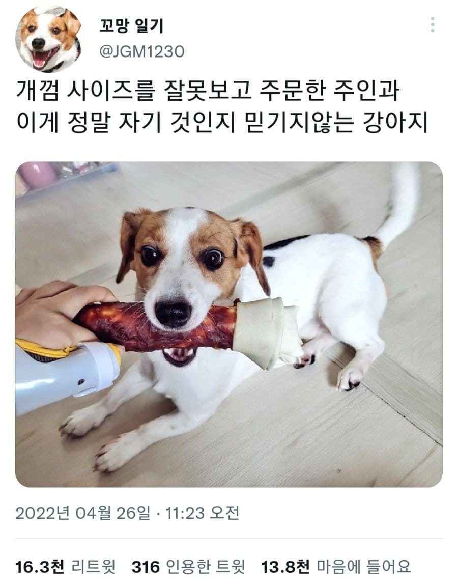 주문 잘못한 개껌을 선물 받은 댕댕이