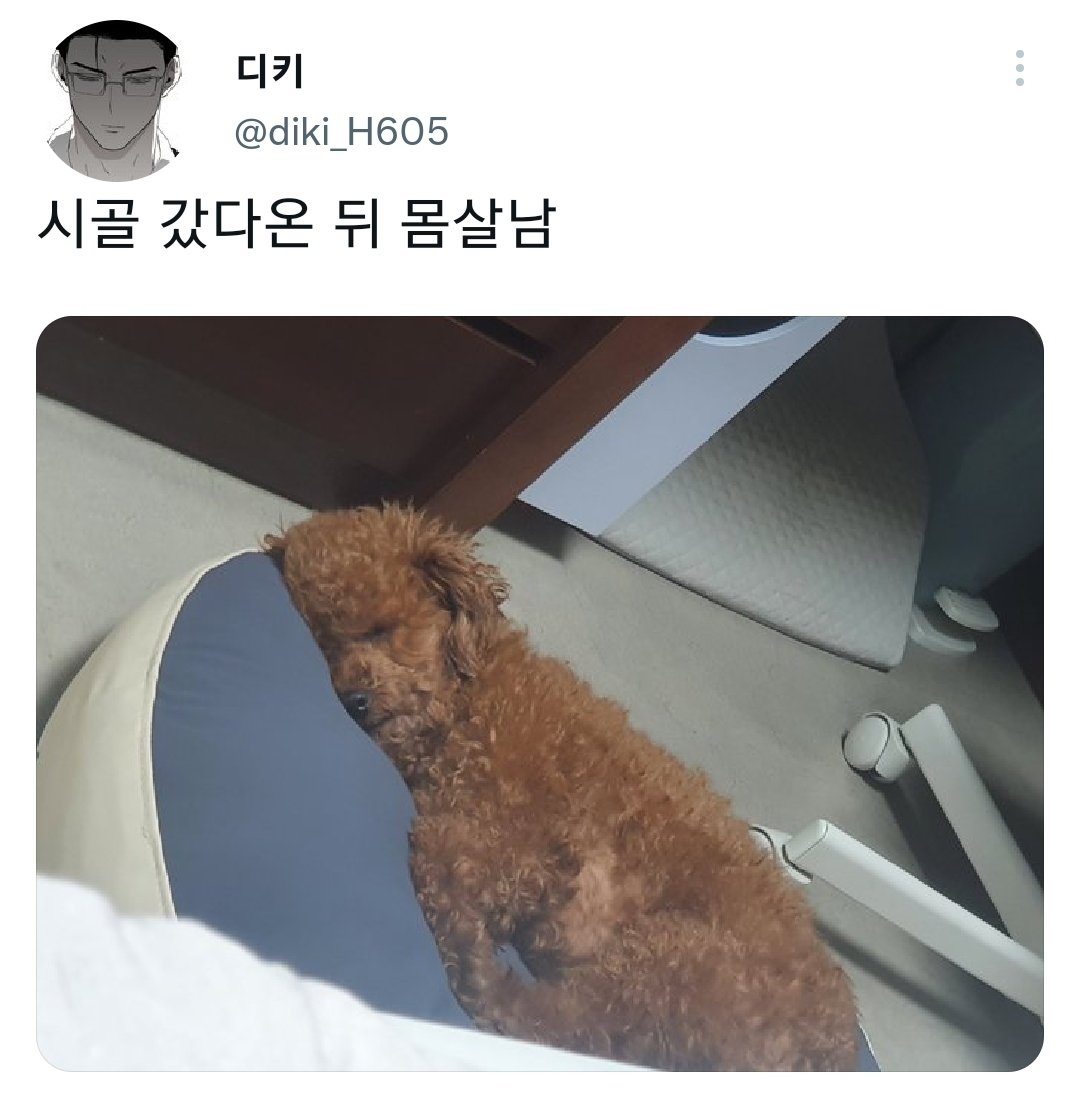 명절을 보내고 주인보다 더 피곤해하는 반려동물들.jpg