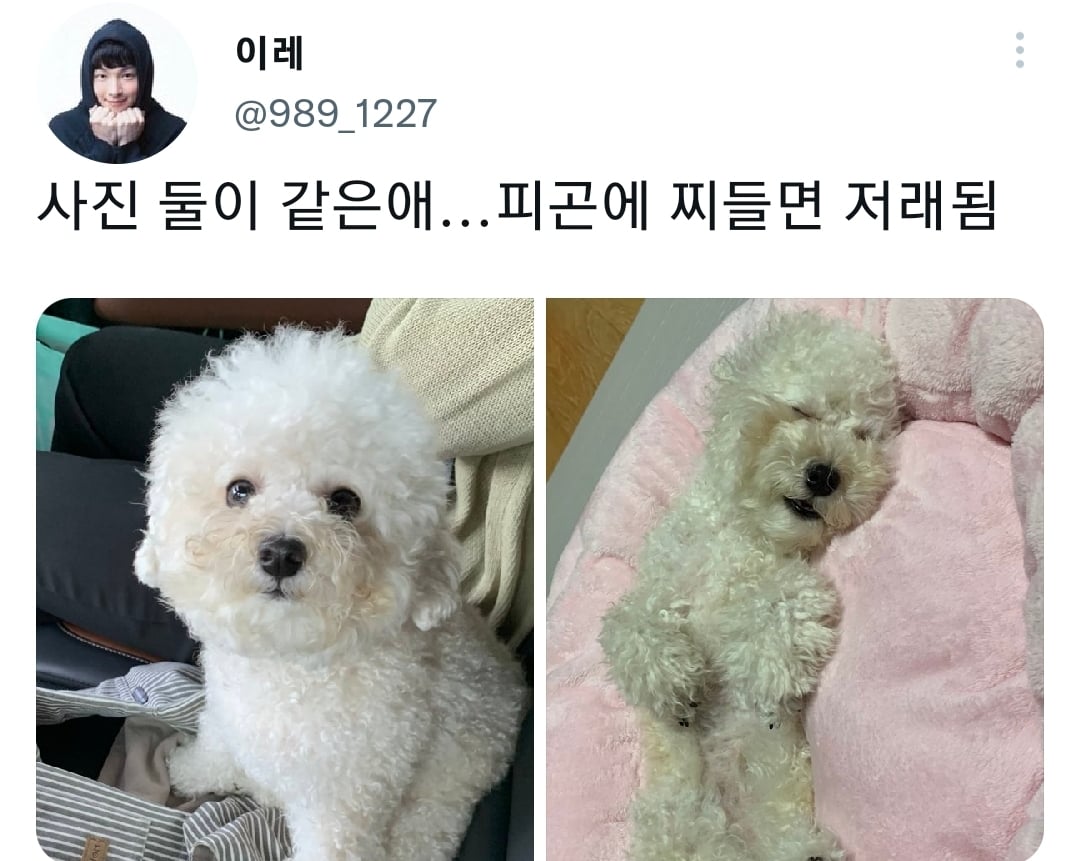 명절을 보내고 주인보다 더 피곤해하는 반려동물들.jpg