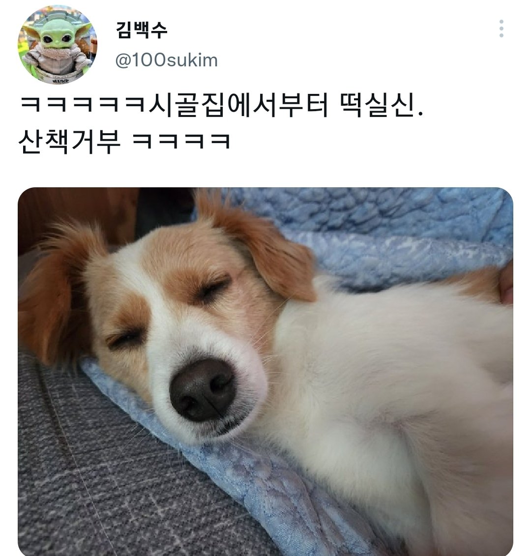 명절을 보내고 주인보다 더 피곤해하는 반려동물들.jpg