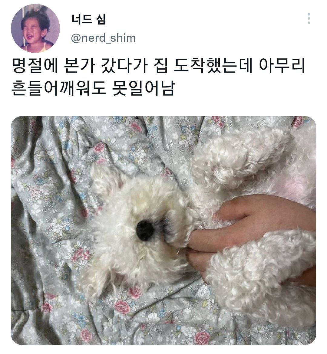 명절을 보내고 주인보다 더 피곤해하는 반려동물들.jpg