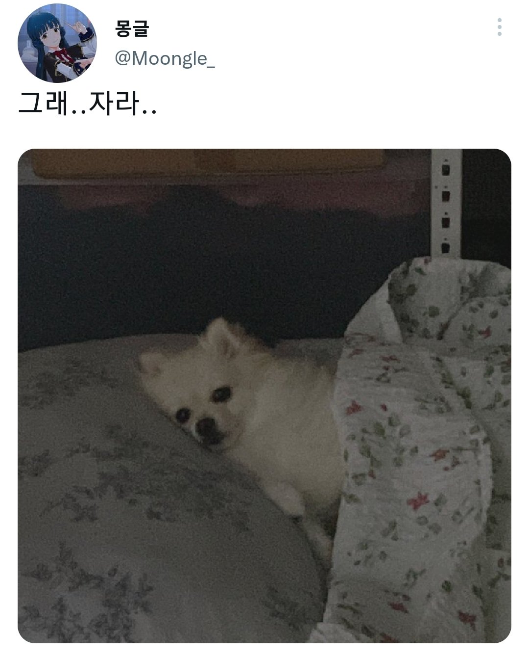 명절을 보내고 주인보다 더 피곤해하는 반려동물들.jpg