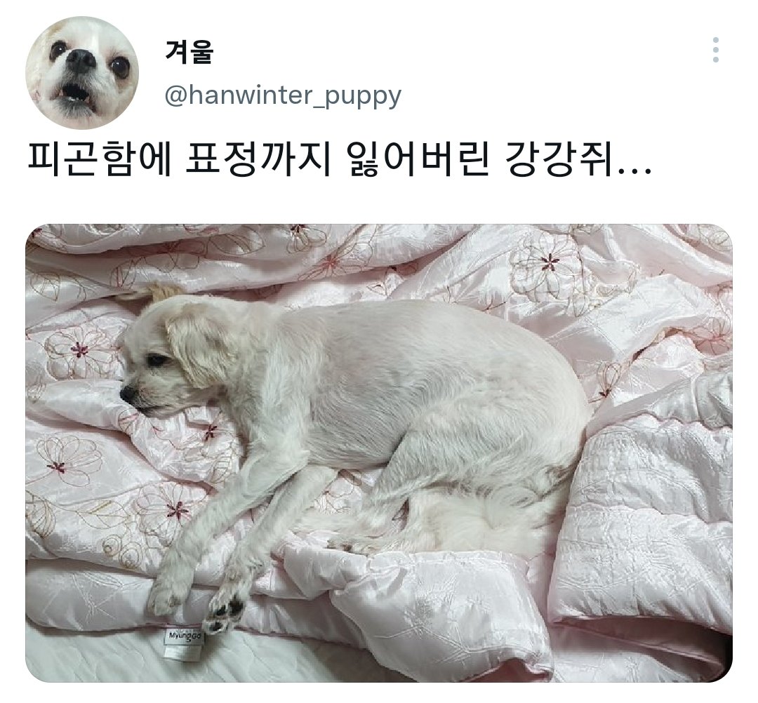 명절을 보내고 주인보다 더 피곤해하는 반려동물들.jpg