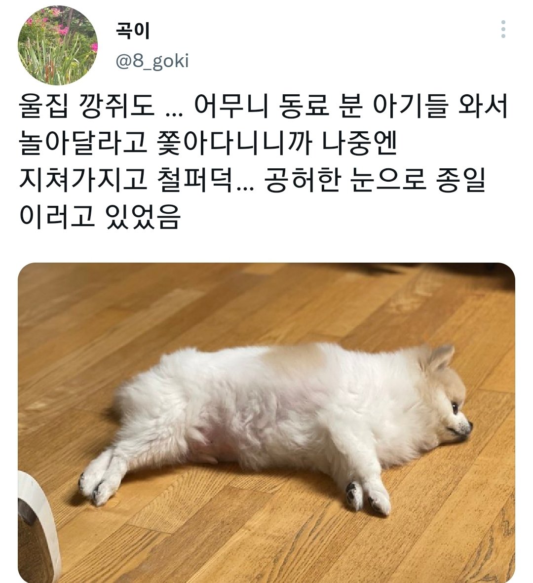 명절을 보내고 주인보다 더 피곤해하는 반려동물들.jpg