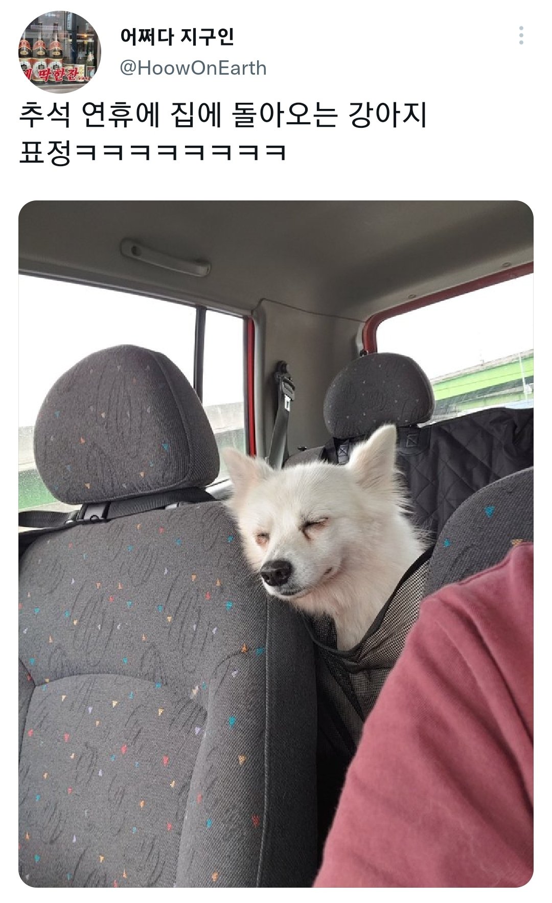 명절을 보내고 주인보다 더 피곤해하는 반려동물들.jpg