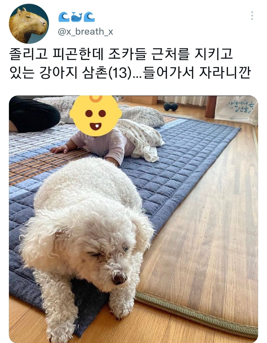 명절을 보내고 주인보다 더 피곤해하는 반려동물들.jpg