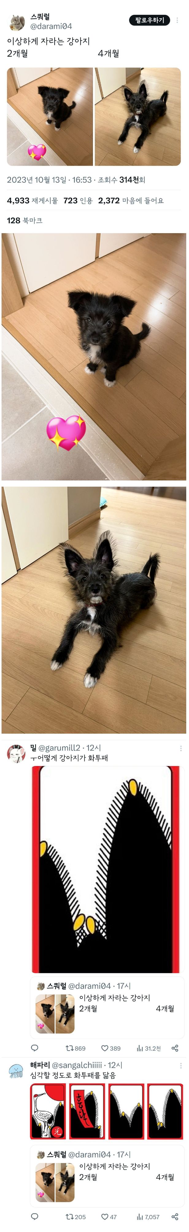 이상하게 자라는 강아지