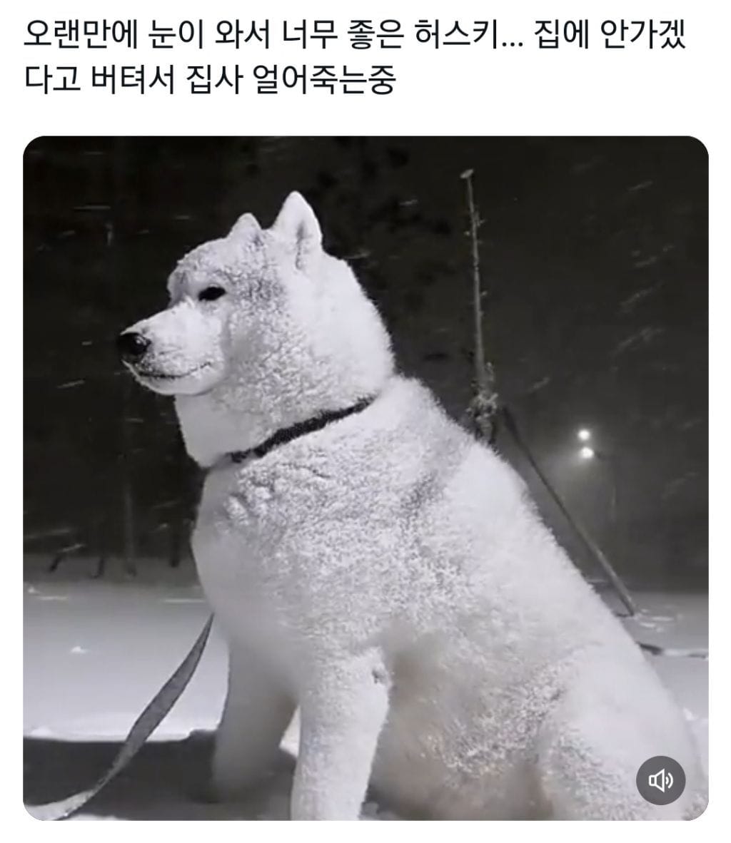 오랜만에 눈이 와서 너무 좋은 허스키... 집사 얼어죽는중.gif