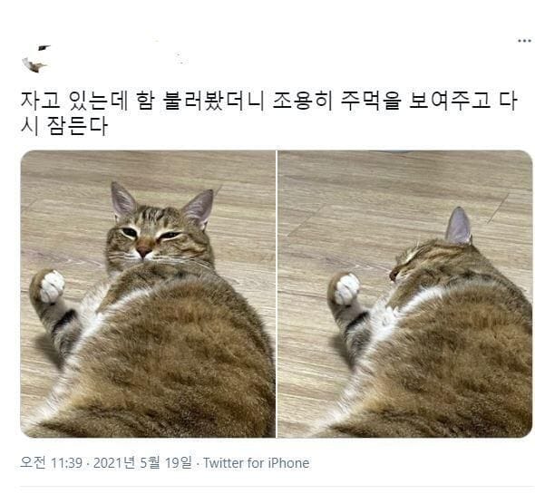 주인아 또 깨우면 죽는다.jpg