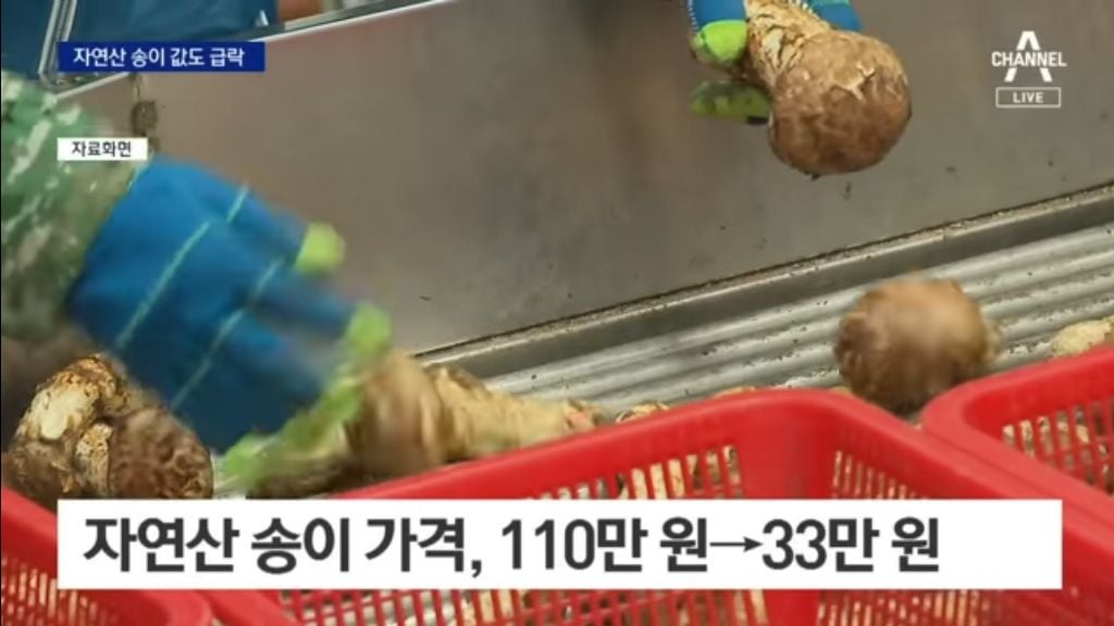 자연산 송이 110->33만원