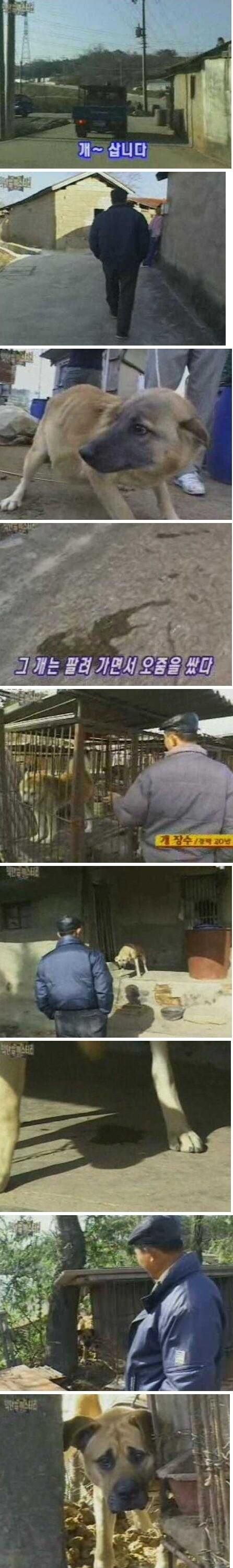 강형욱 방송보다가 답답하면 보러 간다는 영상.jpg
