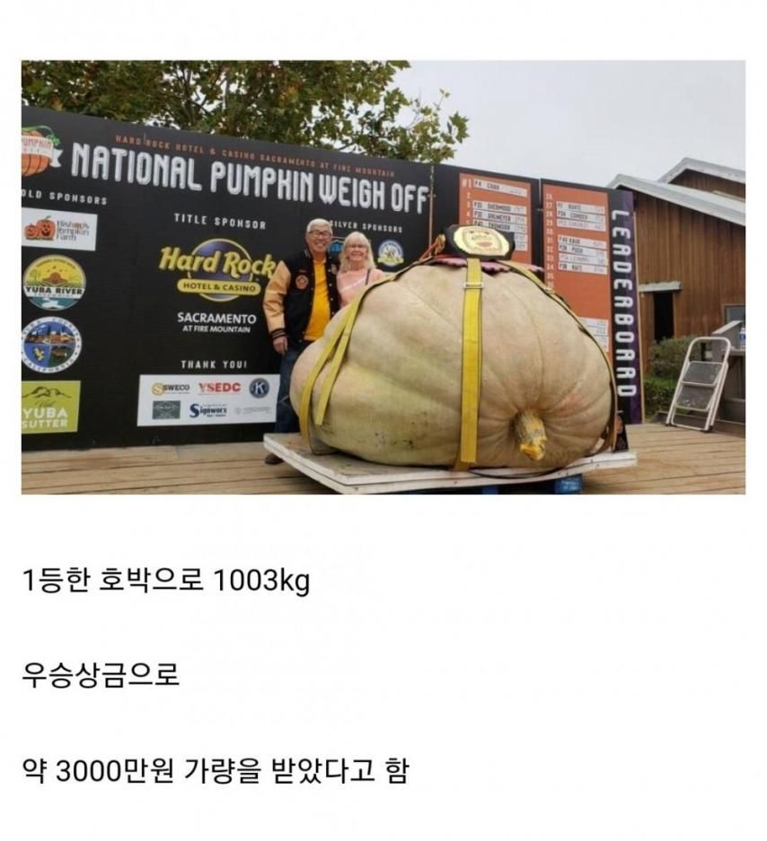 캐다다에 있는 이색대회 호박키우기