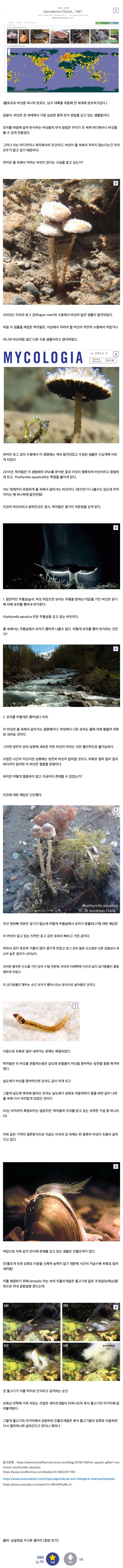 전 세계에서 유일한 수중 버섯.jpg