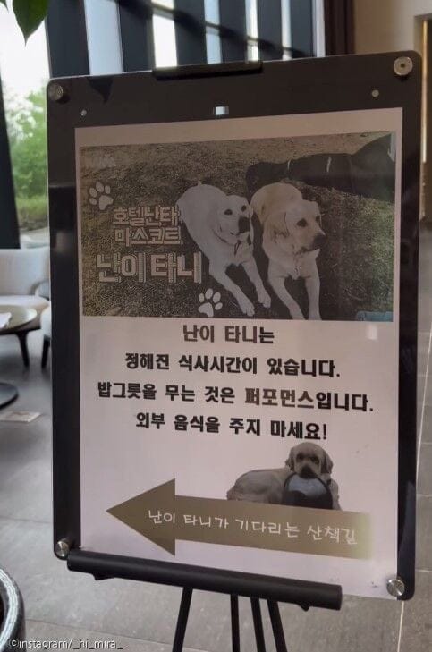 손님만 보면 밥 달라는 리트리버들