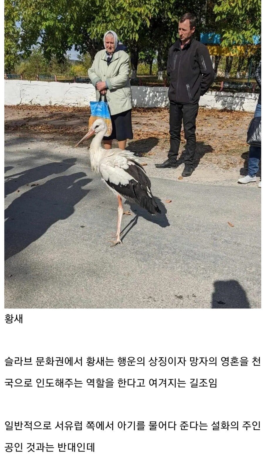 의외로 장례식에서 길조인 새