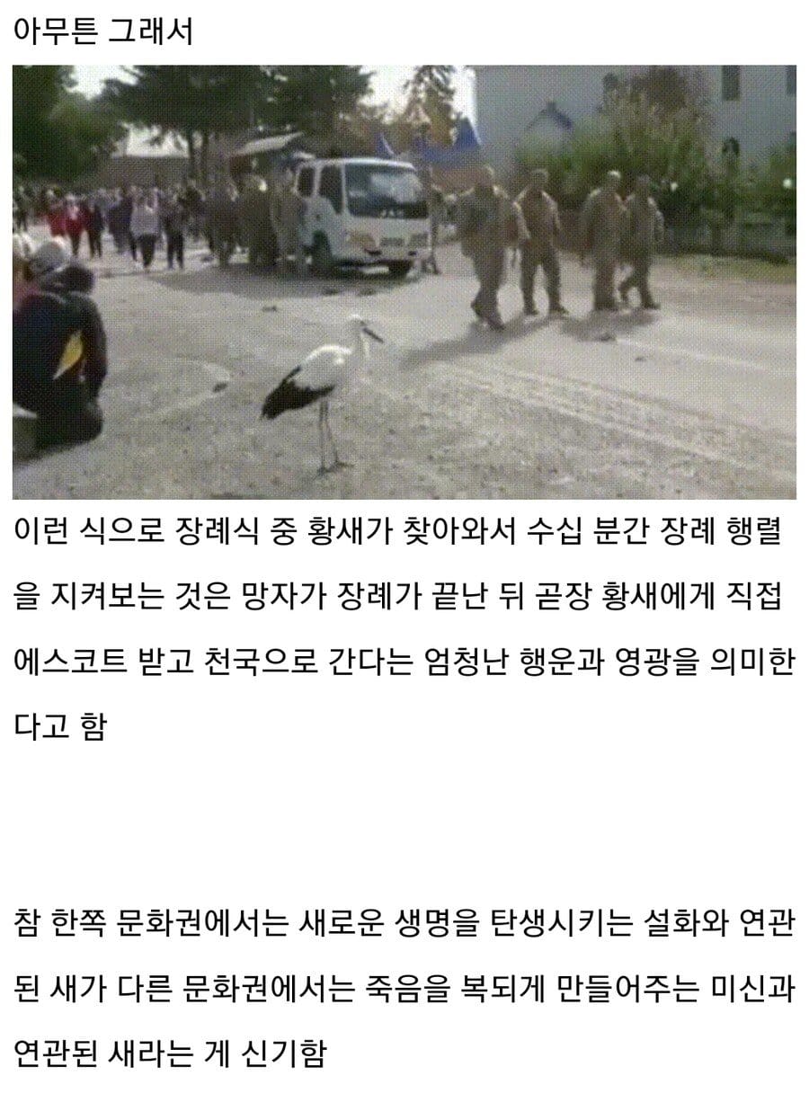 의외로 장례식에서 길조인 새