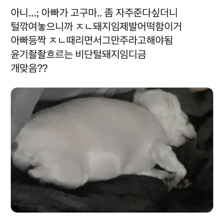 강아지가 살쪄서 털이라도 깎아본 견주
