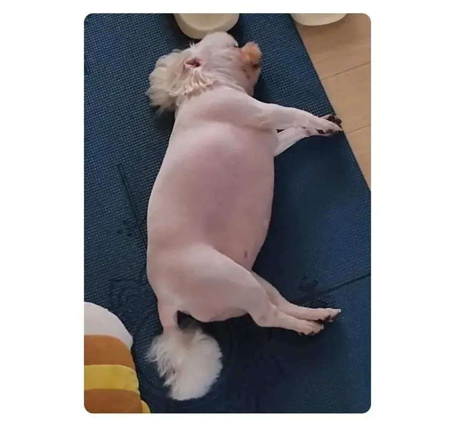 강아지가 살쪄서 털이라도 깎아본 견주