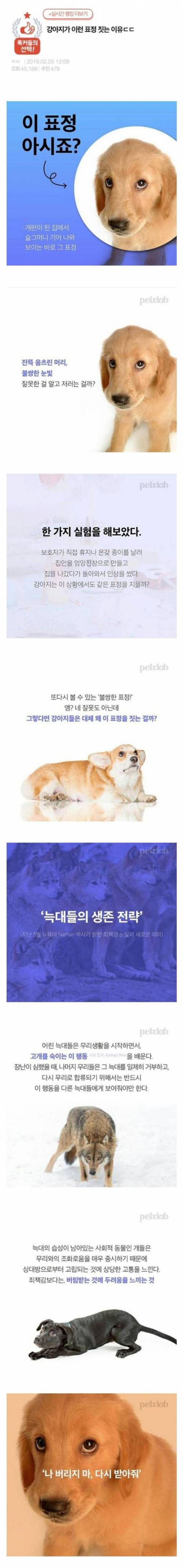 강아지가 그 표정 짓는 이유